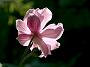Anemone hybr Serenade
